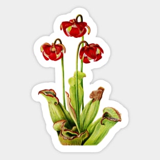 Purple Pitcherplant - Sarracenia Purpurea- Walcott - Botanical Illustration Sticker